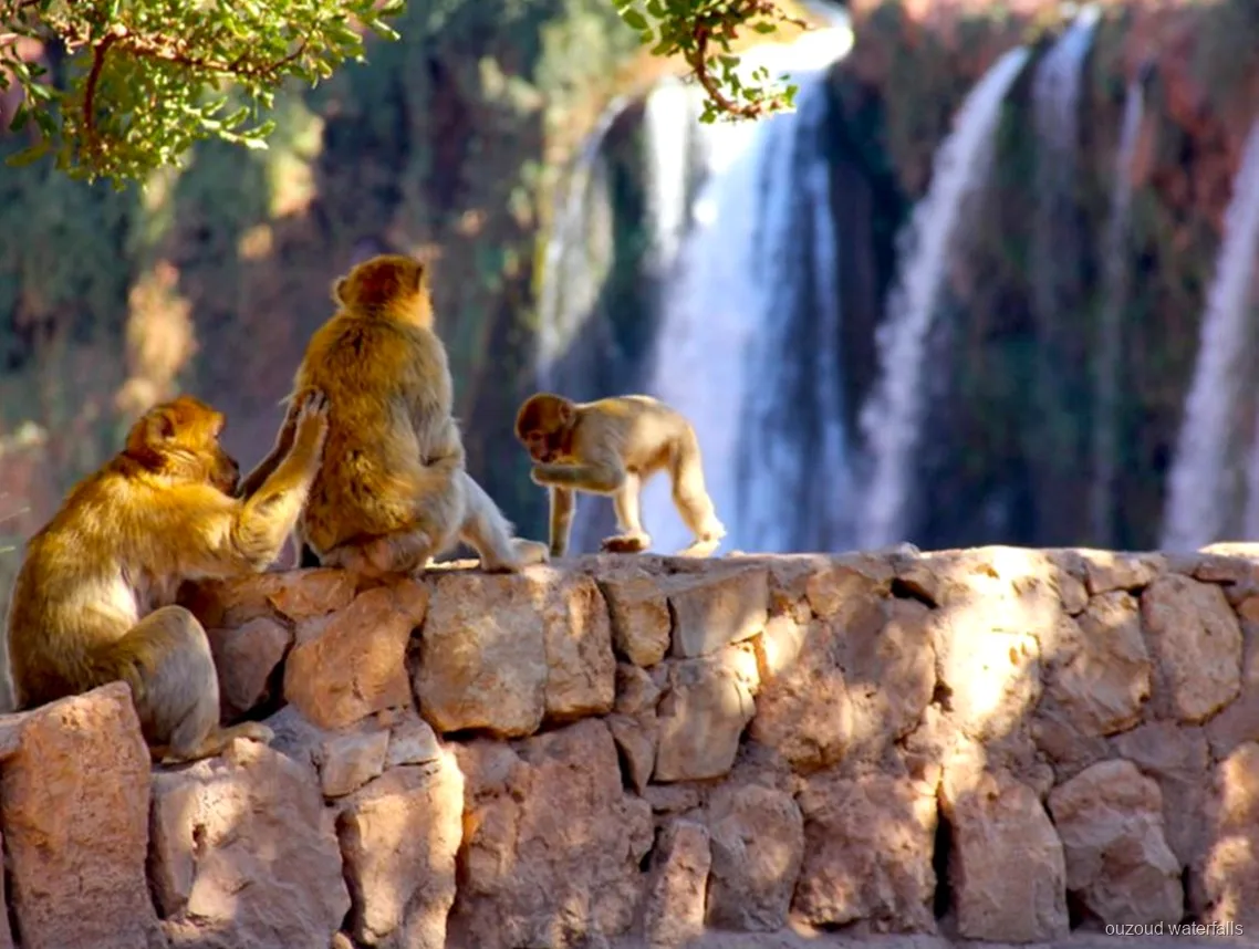 Natural pools below Ouzoud Waterfalls on the private day trip from Marrakech